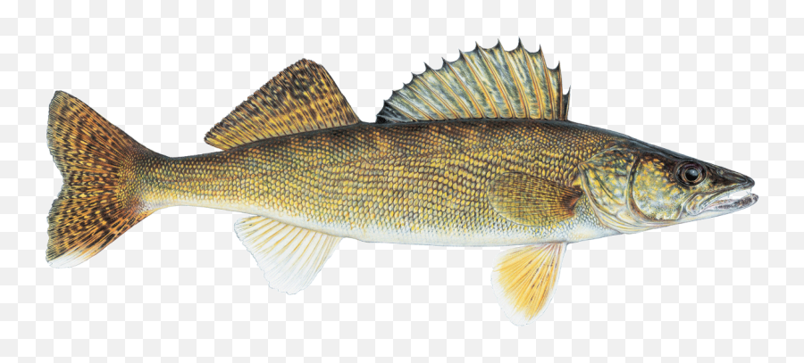 20 Best Walleye Coloring Pages - Walleye And Pickerel Difference Emoji,Pittsburgh Steelers Emoji Keyboard