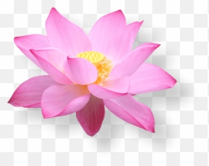 This Heading Is Ok - Hoa Sen Vietnam Airline Emoji,Lotus Emoji