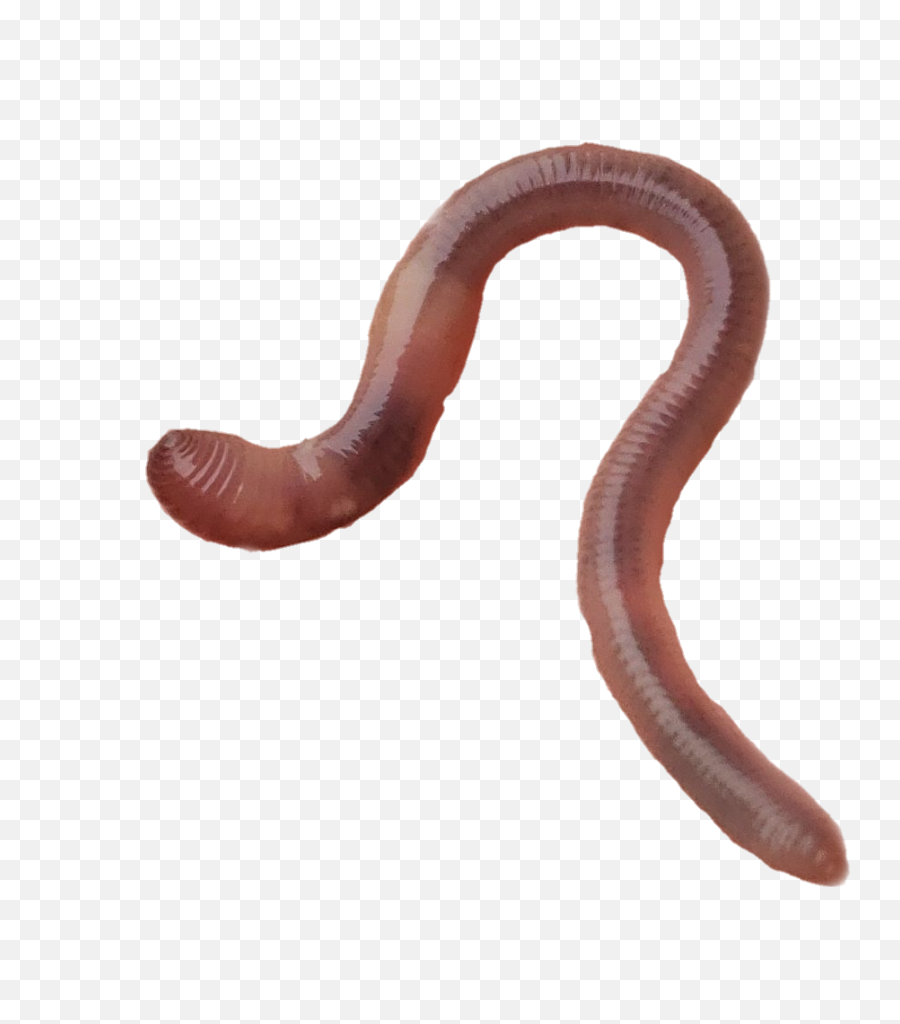 The Most Edited - Parasitism Emoji,Earthworm Emoji