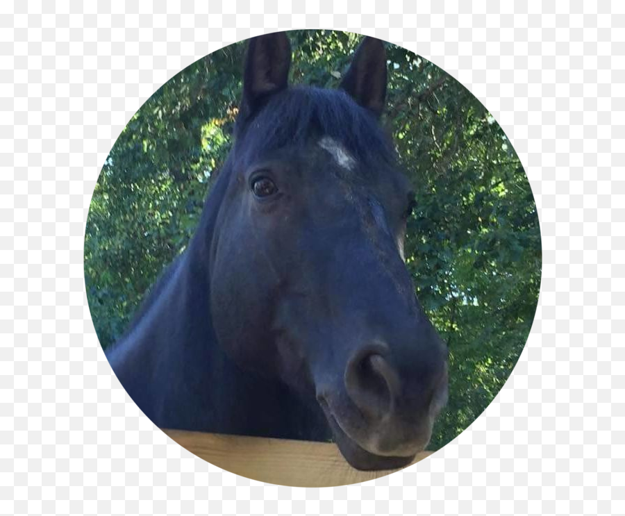 Equine Rehab And Wellness - Victoria Haffer Stallion Emoji,Horse Emotions