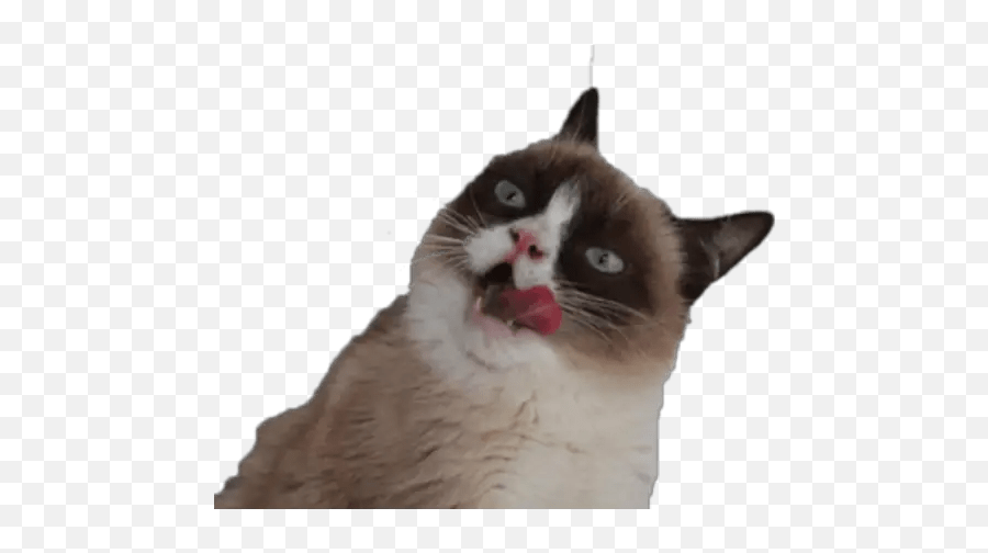 Sad Cat Meme Transparent - Grumpy Cat Eye Blue Emoji,Grumpy Cat Emoji Png