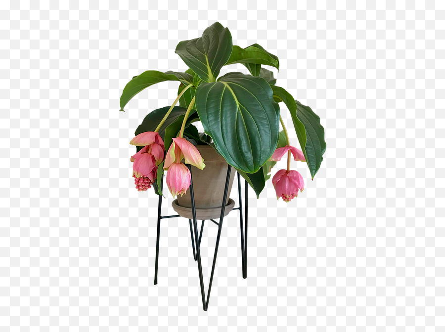 Houseplant Trends 2021 - Medinilla Png Emoji,Don't Forget To Get Some H20 Houseplant With Emotions