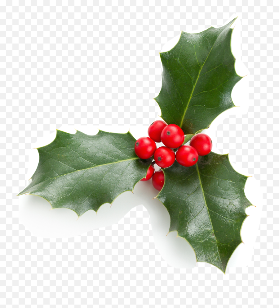 Mistletoe Christmas Like Sticker By Punk Knight - Holly Leaves And Berries Emoji,Mistletoe Emoji