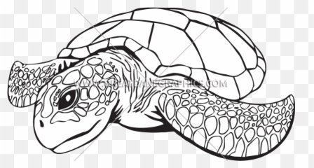 Green Clipart Sea Turtle Green Sea Turtle Transparent Free - Sea Turtle Line Drawing Emoji,Sea Turtle Emoji