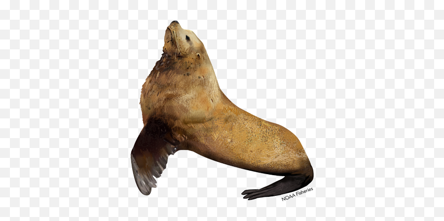 Eared Seals Png Images Transparent Background Png Play Emoji,The Sea Lion Emoji