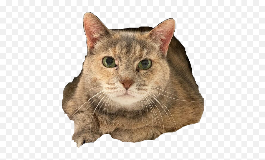 Sml Sticker - Domestic Cat Emoji,Fat Emoji Pillow