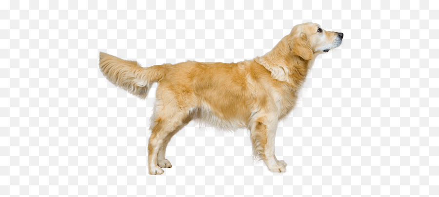 Golden Retriever Dog Breed Facts And Information - Wag Female Golden Retriever Standing Emoji,Inside Out Dog Emotions