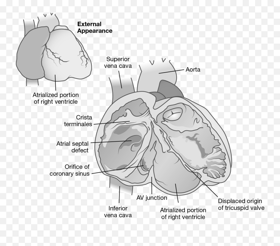 Cardiovascular System Springer Publishing - Language Emoji,Emotion Code Heart Wall Flow Chart