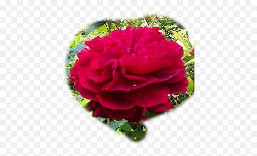 Rose Red - Floribunda Emoji,Emoji Hesrt Bleed