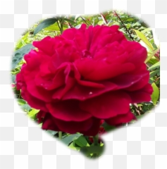 Rose Red - Floribunda Emoji,Emoji Hesrt Bleed