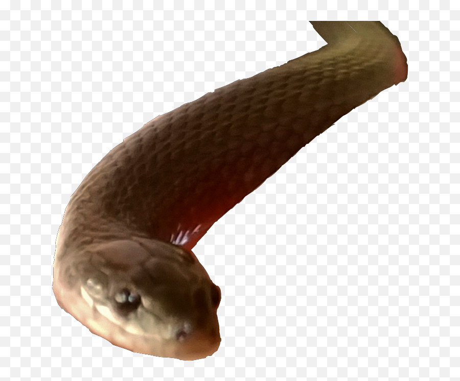 The Most Edited - Picsart Snake Editing Png Emoji,Albino Emoji Snake