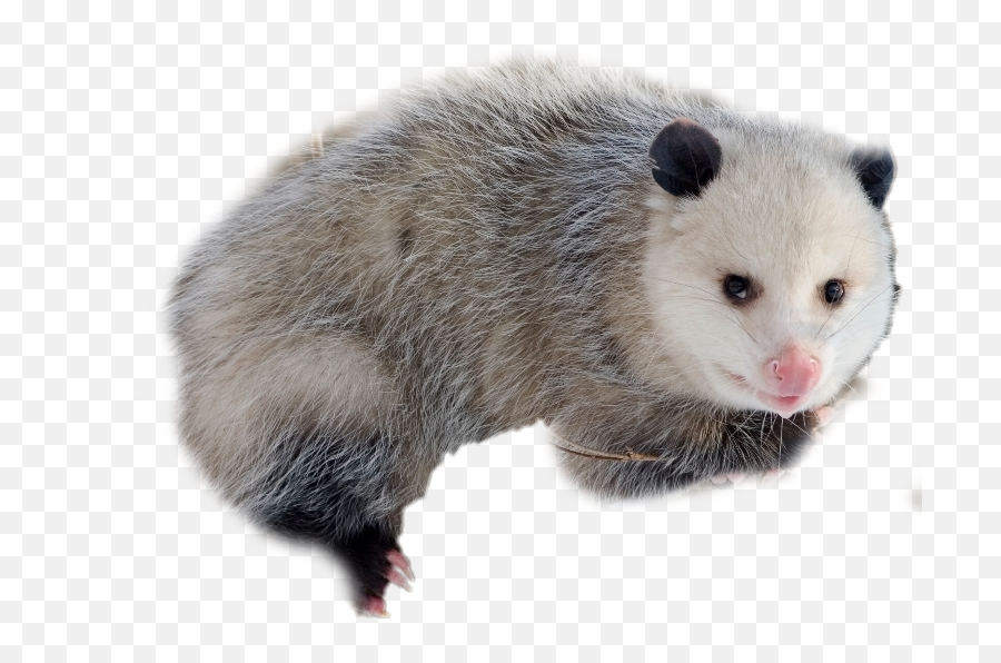 Opossum Sticker - Opossum No Background Emoji,Opossum Emoji
