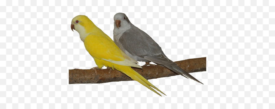 Pin On Quaker Parrotsmonk Parakeets - Albino Quaker Parrot Colors Emoji,African Grey Parrot Reading Emotions