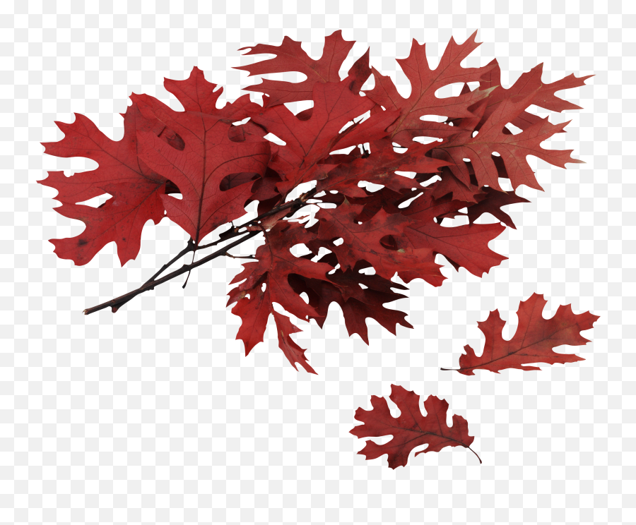 Autumn Png Leaf - Red Leaves Png Emoji,Free Red Maple Leaf Emoji