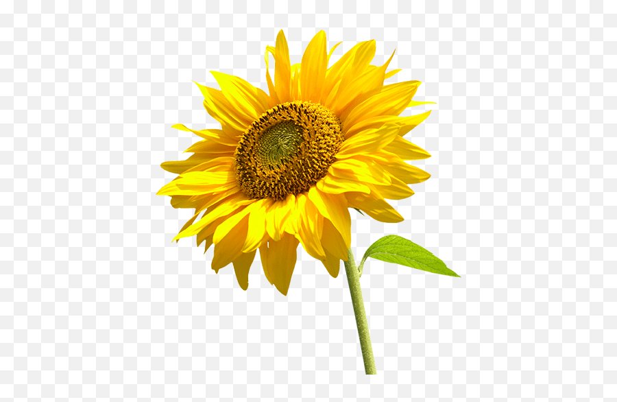 Sunflower Helianthus Annuus Plant Care Guide Auntie - Transparent Sunflower Flower Png Emoji,Sunflower Emoticon