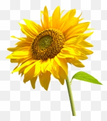 Sunflower Helianthus Annuus Plant Care Guide Auntie - Transparent Sunflower Flower Png Emoji,Sunflower Emoticon