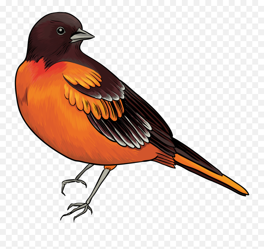 Foot Clipart Bird Foot Bird Transparent Free For Download - Transparent Background Robin Bird Clipart Emoji,Kiwi Bird Emoji