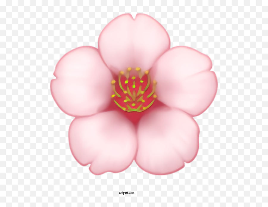 Holidays Petal Pink Flower For Easter - Easter Clipart Pink Flower Facebook Emoji,Cherry Blossom Emoji