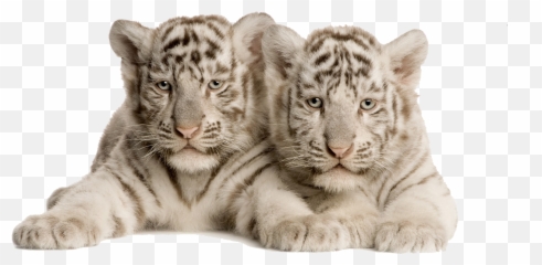 Whatsapp Crying Emoji Png Whatsapp Crying Yellow - White Tiger,Tiger Emoji