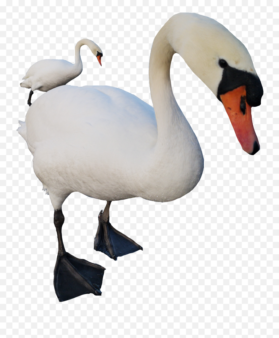 Swan Cygne Sticker By Patrick Fischer - Mute Swan Emoji,Is There A Swan Emoji