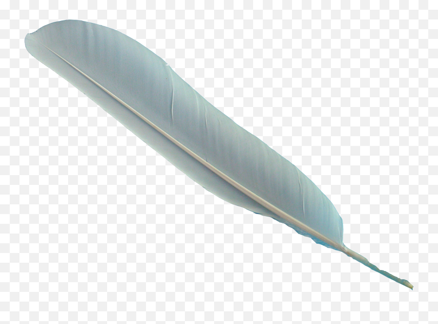 Feather Bird Quill Pen - Feather Transparent Png Emoji,Quill Pen Emoji