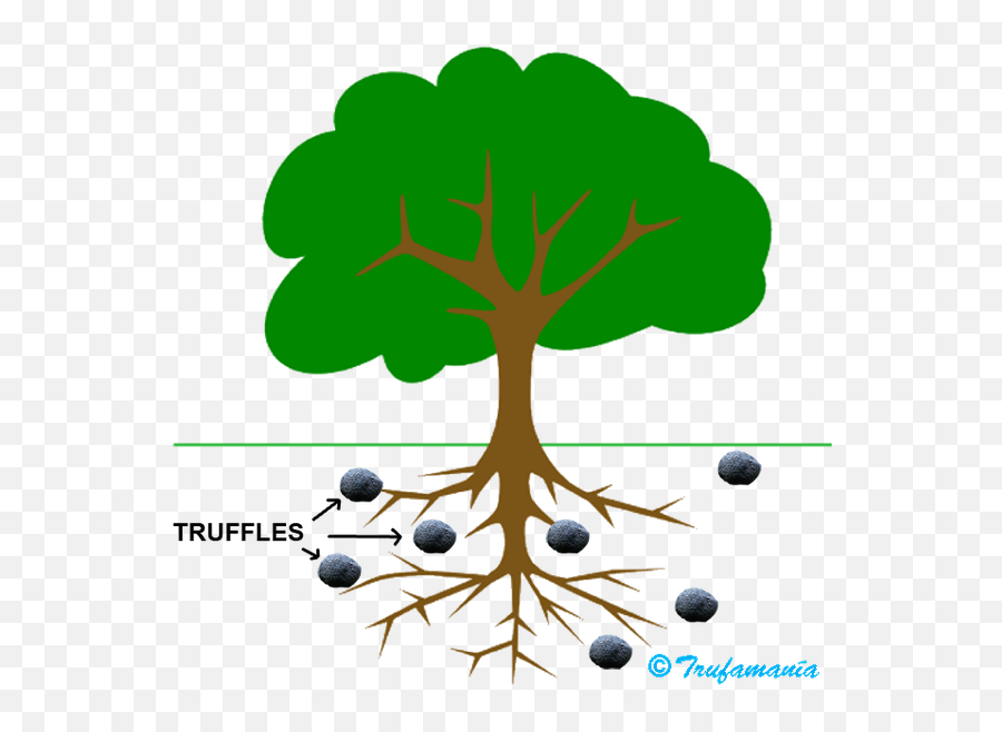 Where Do Truffle Mushrooms Grow - Tree Clipart With Roots Emoji,Mushroom Chestnut Jack O'lantern Emoji
