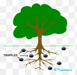 Where Do Truffle Mushrooms Grow - Tree Clipart With Roots Emoji,Mushroom Chestnut Jack O'lantern Emoji