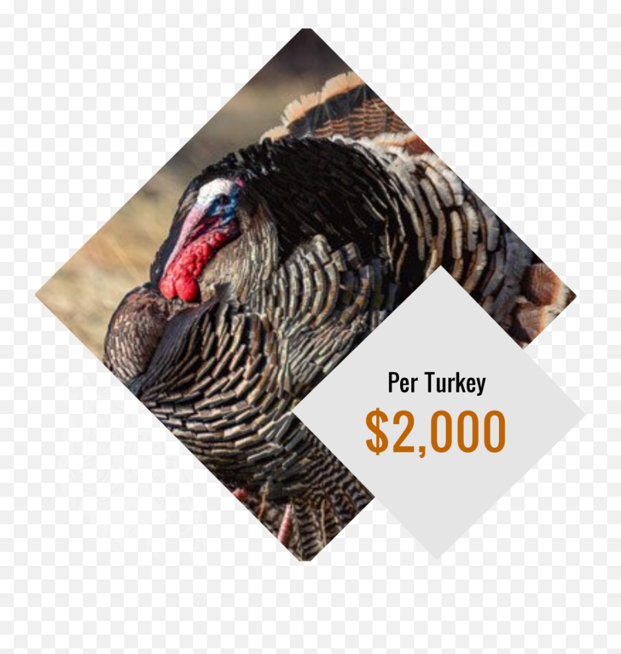 Turkey Hunt Near Englewood - Wild Turkey Emoji,Emotions Turkeys Feel