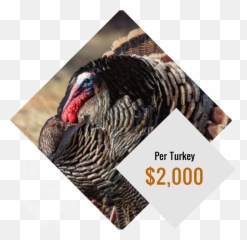 Turkey Hunt Near Englewood - Wild Turkey Emoji,Emotions Turkeys Feel