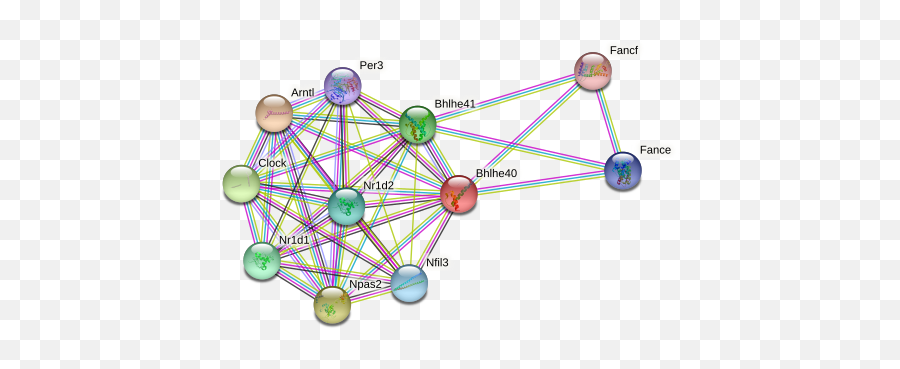 Bhlhe40 Protein Mouse - String Interaction Network Emoji,Body Heat Signature In Relation To Emotions