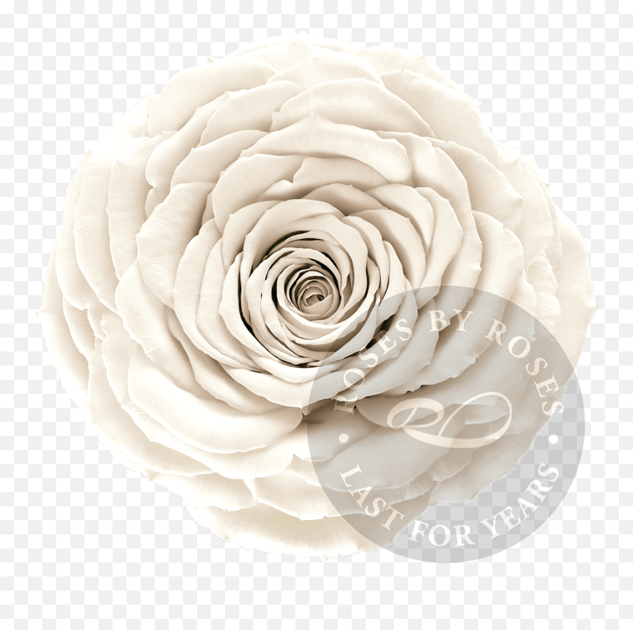 Flower Box With Video Screen New Roses By Roses Emoji,Roses Are Senstive To Emotion