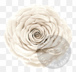 Flower Box With Video Screen New Roses By Roses Emoji,Roses Are Senstive To Emotion