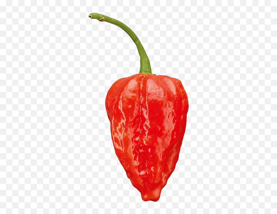 Growing Chilli Plants How To Harvest Your Own Chillies Emoji,Chili Emoticon For Facebook