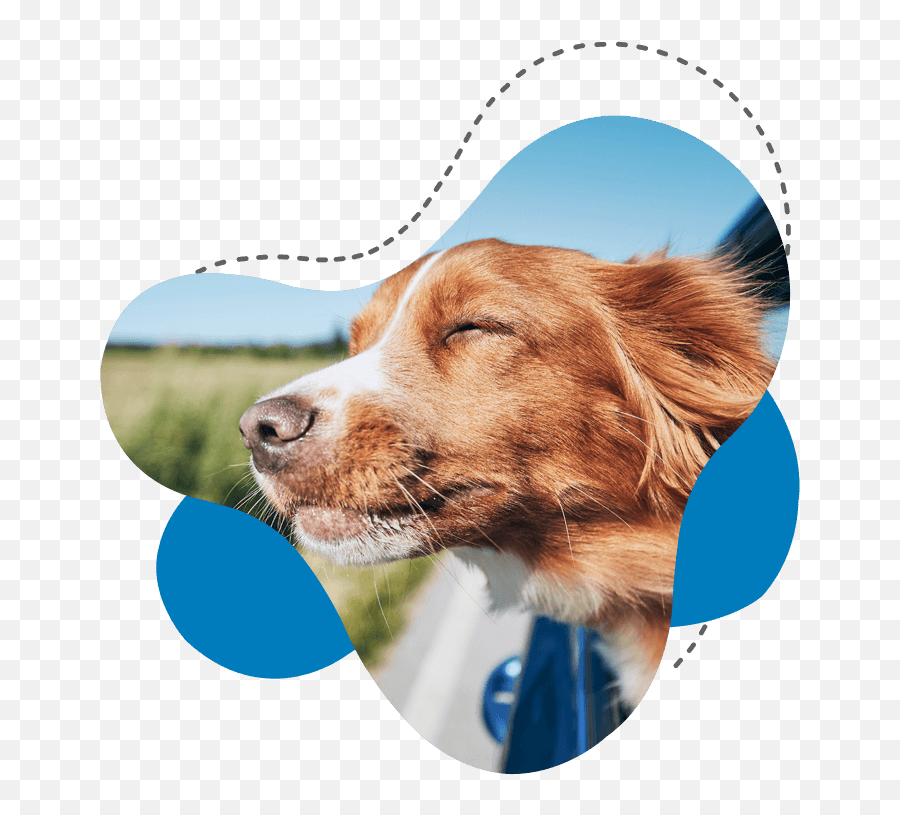 Contact U2013 Caulfield Veterinary Hospital Emoji,??ll Let Me Do The Puppy Face Emoji.