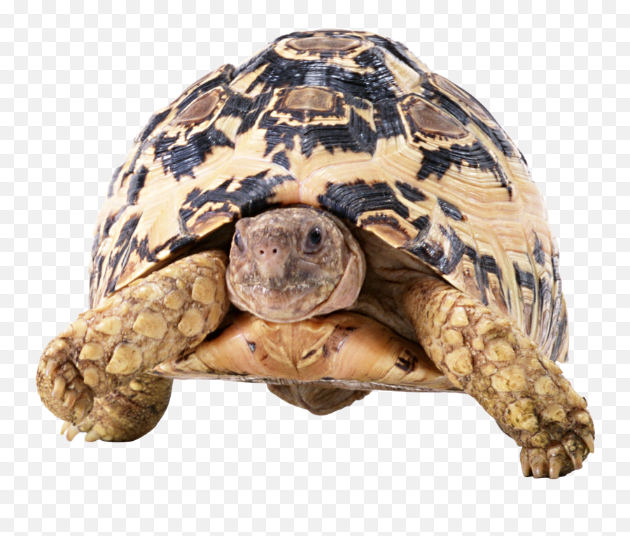 Turtle Png Free Image - High Quality Image For Free Here Emoji,Turle Emoji