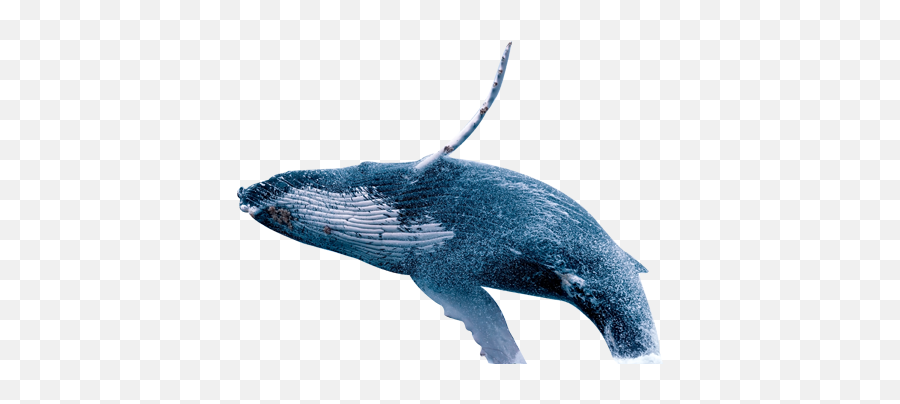 Cetacea - Whale Splash Png Emoji,Killer Whale Emoji