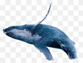 Cetacea - Whale Splash Png Emoji,Killer Whale Emoji