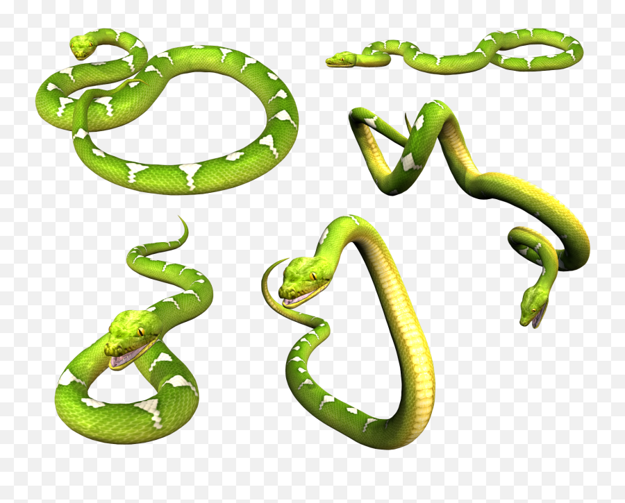 Snake Png Image Picture Download Free - Portable Network Graphics Emoji,Snake Emoji Png