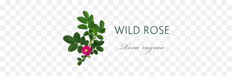 Red Roses Spiritual Meaning - Wild Rose Meaning In Telugu Emoji,Deep Emotion Rose Bouquet Ftd