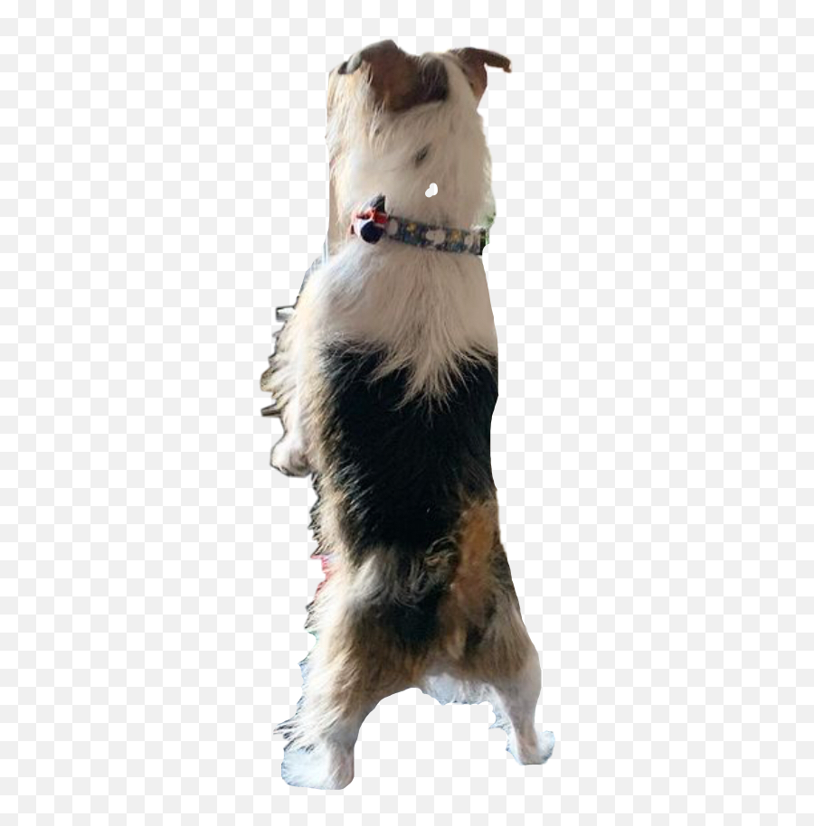 The Most Edited Guinness Picsart - Dog Clothes Emoji,Guinness Emoji