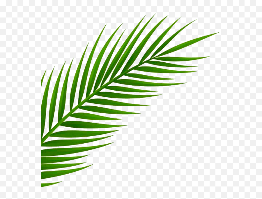 Inspired By A Recent Trip To Miami By Our Creative - Palm Transparent Palm Leaf Png Emoji,Miami Heat Emojis