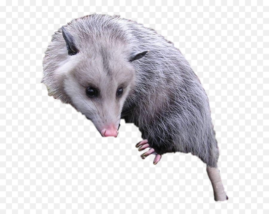 Opossum Sticker - Virginia Opossum Emoji,Opossum Emoji