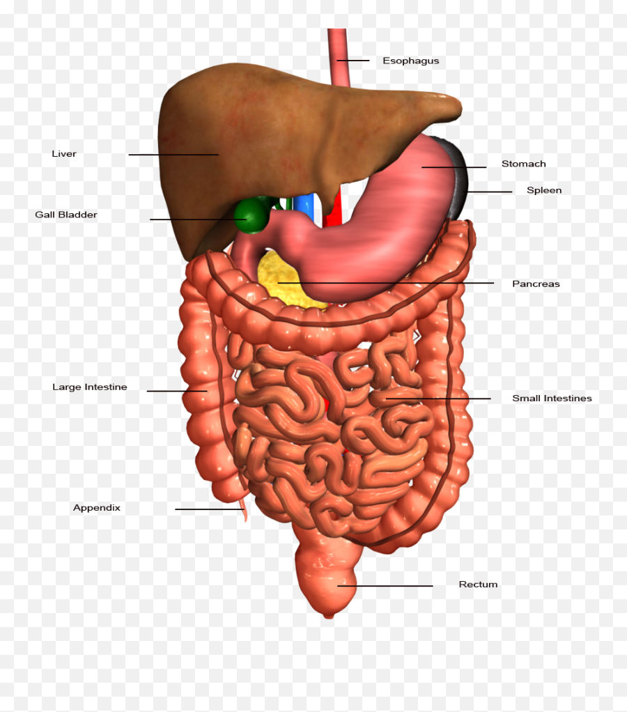 Real Food Reset The Real Food Reset - Digestive System Hd Images Download Emoji,Emotions Spleen Pancreas