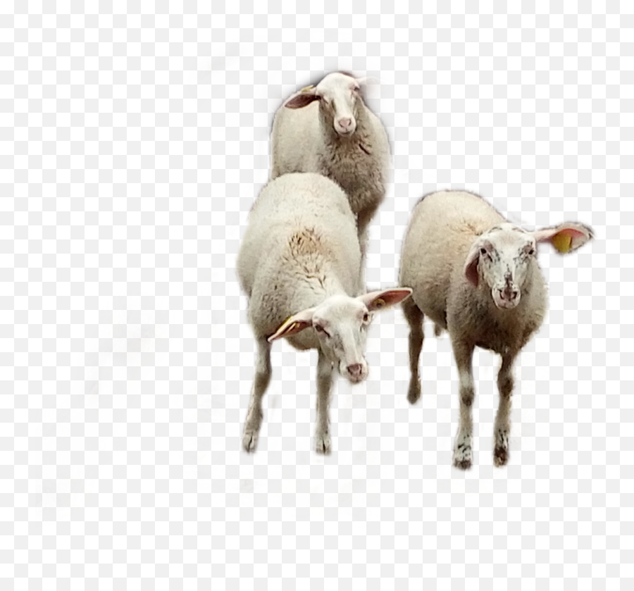 Ovejas Lamb Sheep Farmlife Sticker - Sheep Emoji,Lamb Emoji