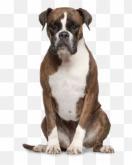 Esa Letters In Ventura Ca - Dog Png Bulldog Boxer Emoji,Emotions Lost Your Dog Images