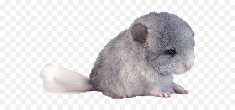 Trending - Chinchilla Emoji,Chinchilla Emoji