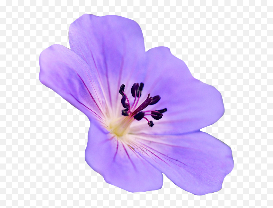 Geranium Png - U201c Geranium Maculatum Purple Flowers Tumblr Flower Purple Tumblr Transparent Emoji,Violet Flower Emoji