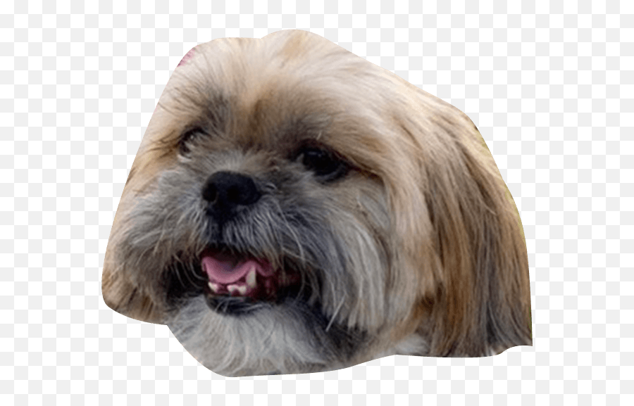 The Ceros Pet Calendar 2021 Digital Edition - Ceros Inspire Vulnerable Native Breeds Emoji,Growling Puppy Emoji