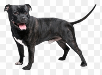 Staffordshire Bull Terrier Temperament Lifespan Grooming Emoji,Book Titles Emotion In Animals