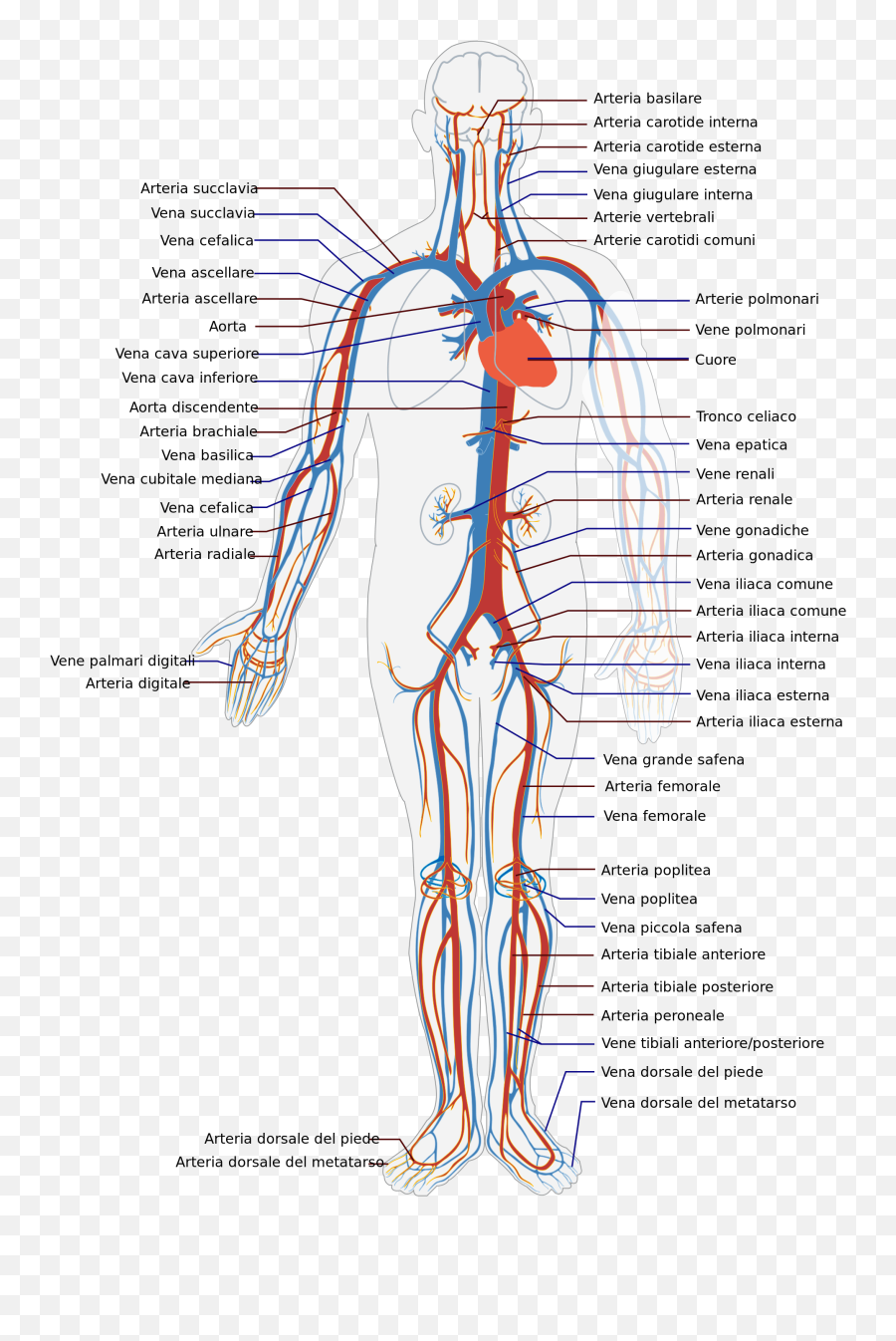 Graphics12png 12441760 Pixels Human Circulatory System - Venous Drainage Of Whole Body Emoji,Emotion Code Heart Wall Flow Chart